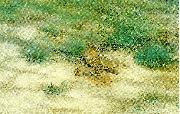 bruno liljefors rapphons oil on canvas